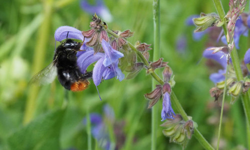 Biodiversit&auml;tsf&uuml;hrung im Stiftsgarten