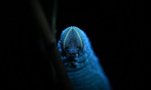 Nachts auf Insektenpirsch