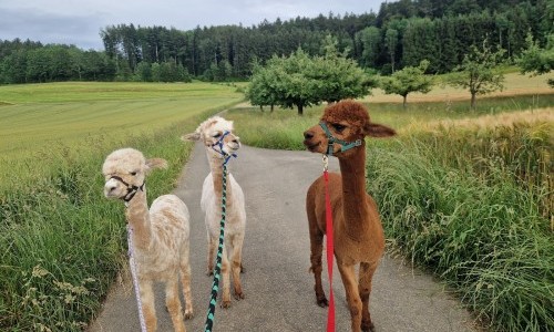 Alpakahof Theilingen, Weisslingen