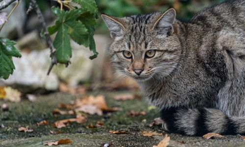 Wildkatze, Luchs und Leopard