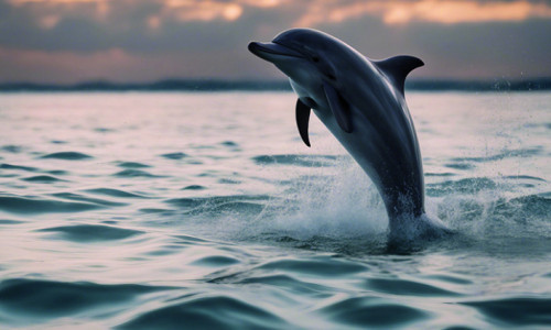 Die wilden Delphine in der Shark Bay, Australien
