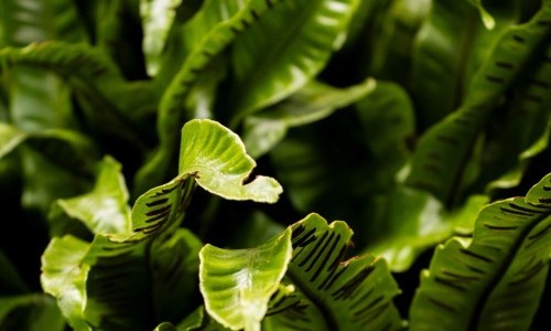 &Ouml;ffentliche F&uuml;hrung: Die Apotheke der Natur