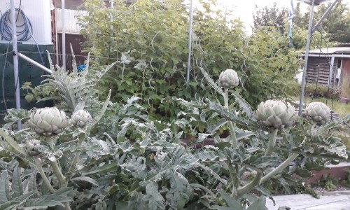 Genossenschaft ortoloco, die Hofkooperative im Fondlihof