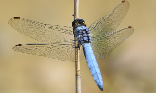 Libellen - fliegende Juwelen