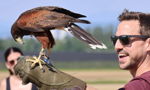 Faszination Greifvogel & Eulen Erlebnis