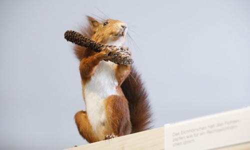 Eichhörnchen in Winterthur – was machen sie den ganzen Tag?