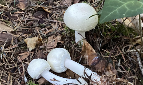 Freiluft-Vortrag &laquo;Ohne Pilze kein Wald&raquo;