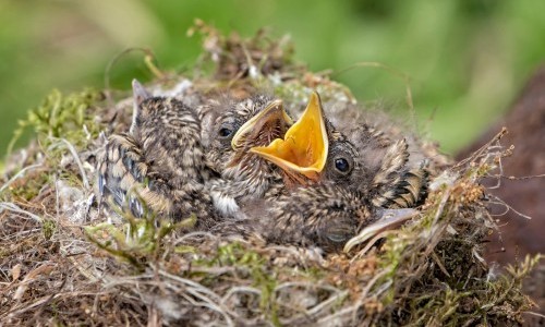 Sommer mit den Ranger/-innen