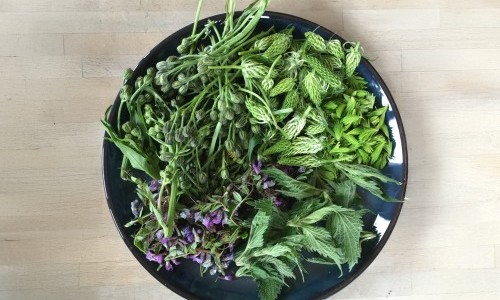 Wildpflanzen erkennen und verarbeiten