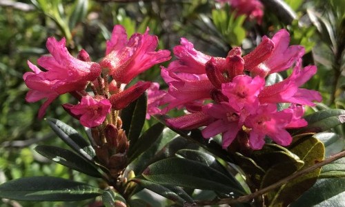 Alpenrosen am Arnisee