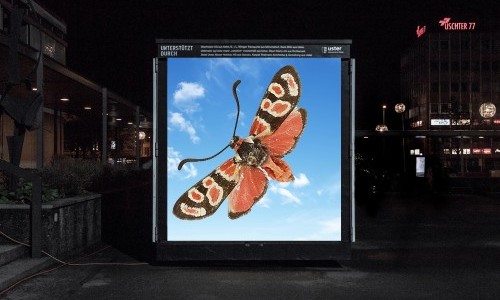 Zygaena afghana: Involuntary Departure from Afghanistan