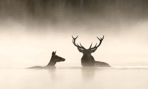 Le Chant des for&ecirc;ts