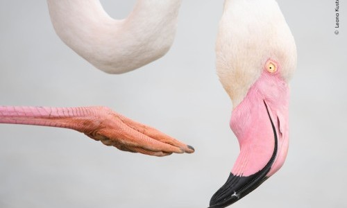 Sunday Guided Tour in English Wildlife Photographer of the Year
