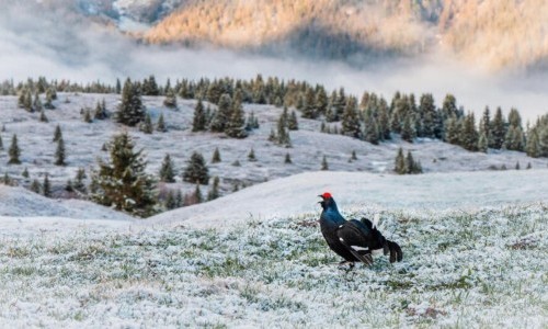 Ein Abend mit Levi Fitze