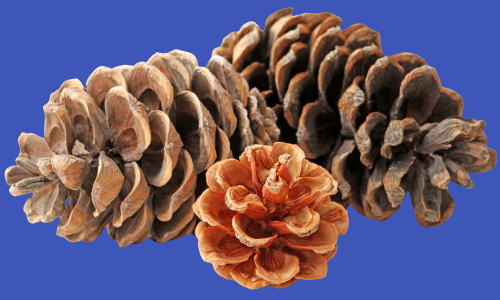 Gwunderstunde: Zapfen