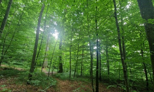 Achtsamkeit Retreat: Digital Detox in der Natur