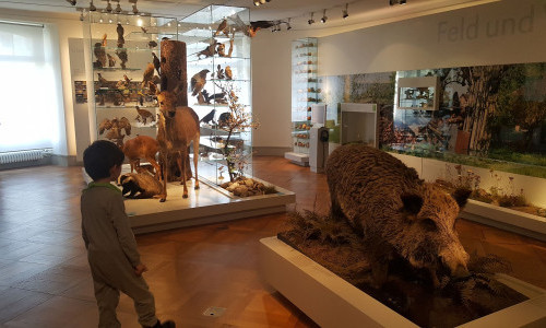 Naturmuseum Thurgau