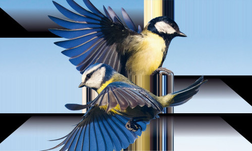 Der Vogelh&auml;ndler