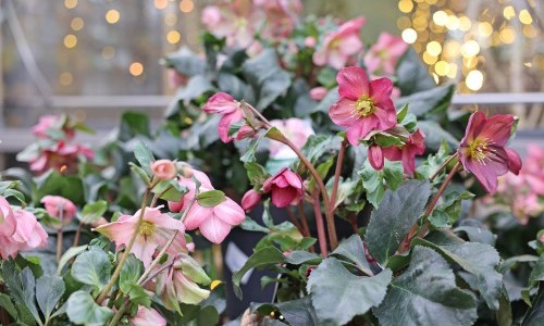 Meiers Weihnachtszauber