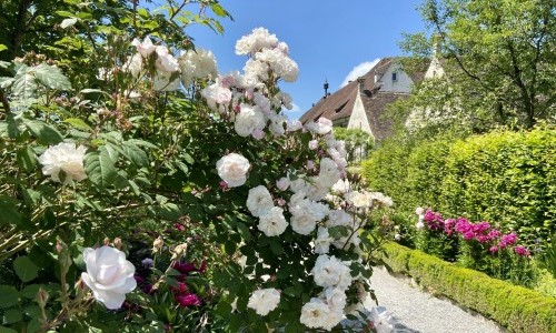 &Ouml;ffentliche F&uuml;hrung: Rosenpracht in der Kartause Ittingen