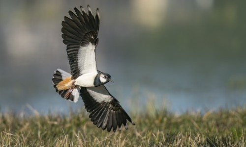 Federleicht und voller Geschichten: Der Kiebitz