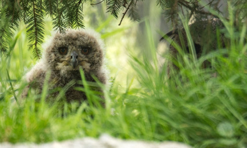 Kinder &uuml;bernachten im Tierpark Bern