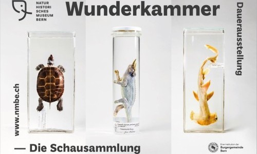 Wunderkammer - Die Schausammlung