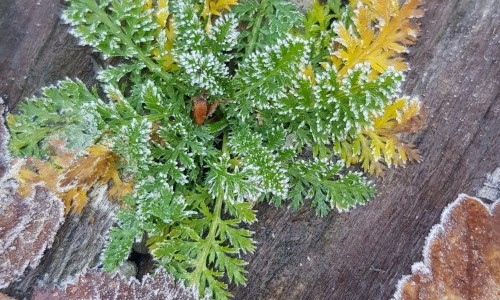 Wildpflanzen im Winter - Für Küche und Gesundheit