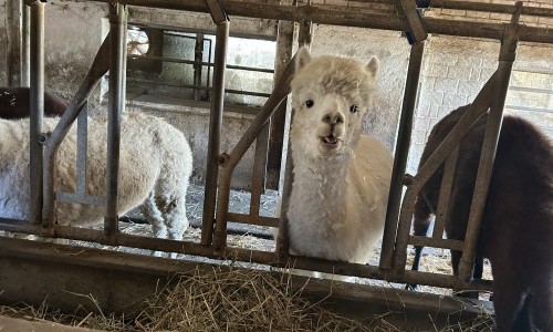 Lebenshof Aurelio, B&uuml;ron, LU