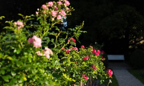 Flora-Gartenführung &laquo;Bl&uuml;tenzeit&raquo;