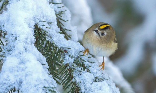 Haben sie einen Vogel?