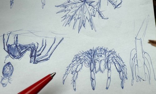 Sketching: Spinnen entdecken