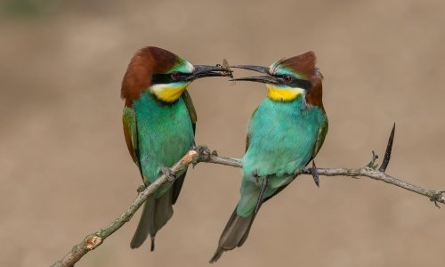 "Zwitscherzeit!" Einfluss des Klimawandels auf Vogelpopulationen