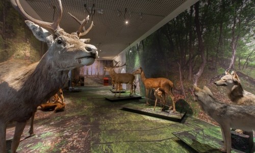 Naturmuseum Wallis