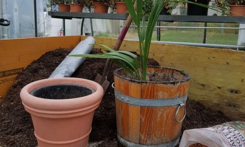 Pflanzen auswintern &ndash; fit f&uuml;r den Fr&uuml;hling