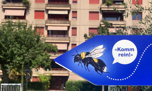 Bombus sucht eine Stadt-WG