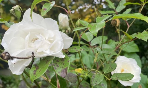 Autobiographisches Schreiben