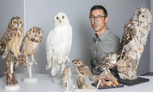 F&uuml;hrung hinter die Kulissen: Eulen &ndash; Mystische V&ouml;gel der Dunkelheit
