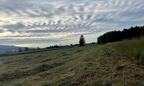 Die Auer B&uuml;rger und ihr Riet in Lustenau &ndash; damals und heute