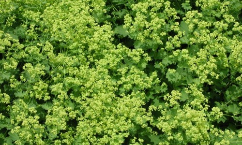 Heilende Kr&auml;uter - Frauenheilkunde & Aromatherapie