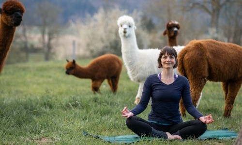 Yoga inmitten Alpakas auf dem veganen Lebenshof
