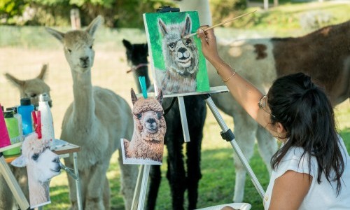 Malen inmitten Alpakas